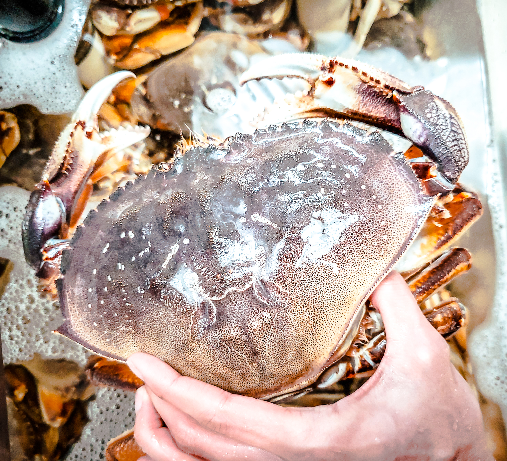 homepage-lam-s-seafood