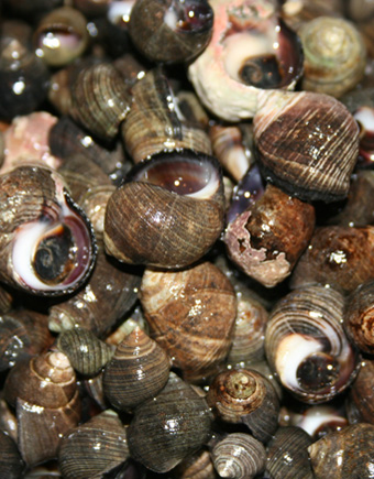 Live Periwinkle - Lam's Seafood