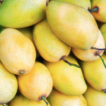 First Vietnamese mangos exported to US